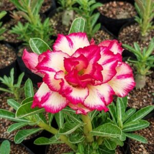 Adenium desert Rose